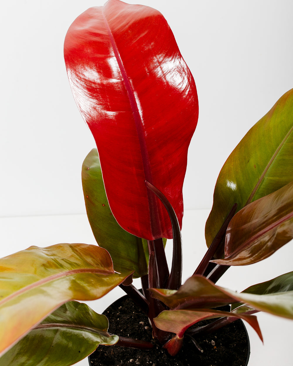 Close-up of Philodendron Prince of Orange showing a vivid glossy red new leaf with deep burgundy stem surrounded by green and orange-tipped mature leaves against a white background