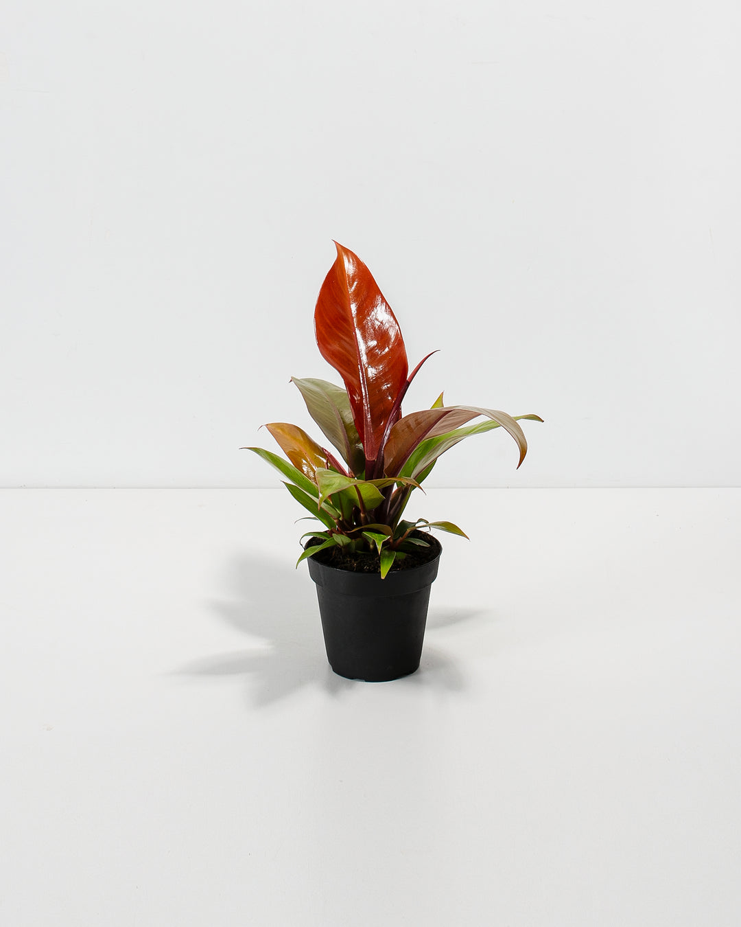 Philodendron Prince of Orange in a 4-inch black grower pot with a tall glossy red new leaf and spreading green and red-tinted foliage against a white background