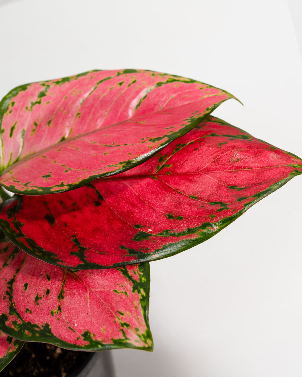Close-up of Pink Aglaonema Beauty leaves showcasing vivid rose and deep crimson variegation with irregular green speckles, dark green edges, and a glossy waxy texture