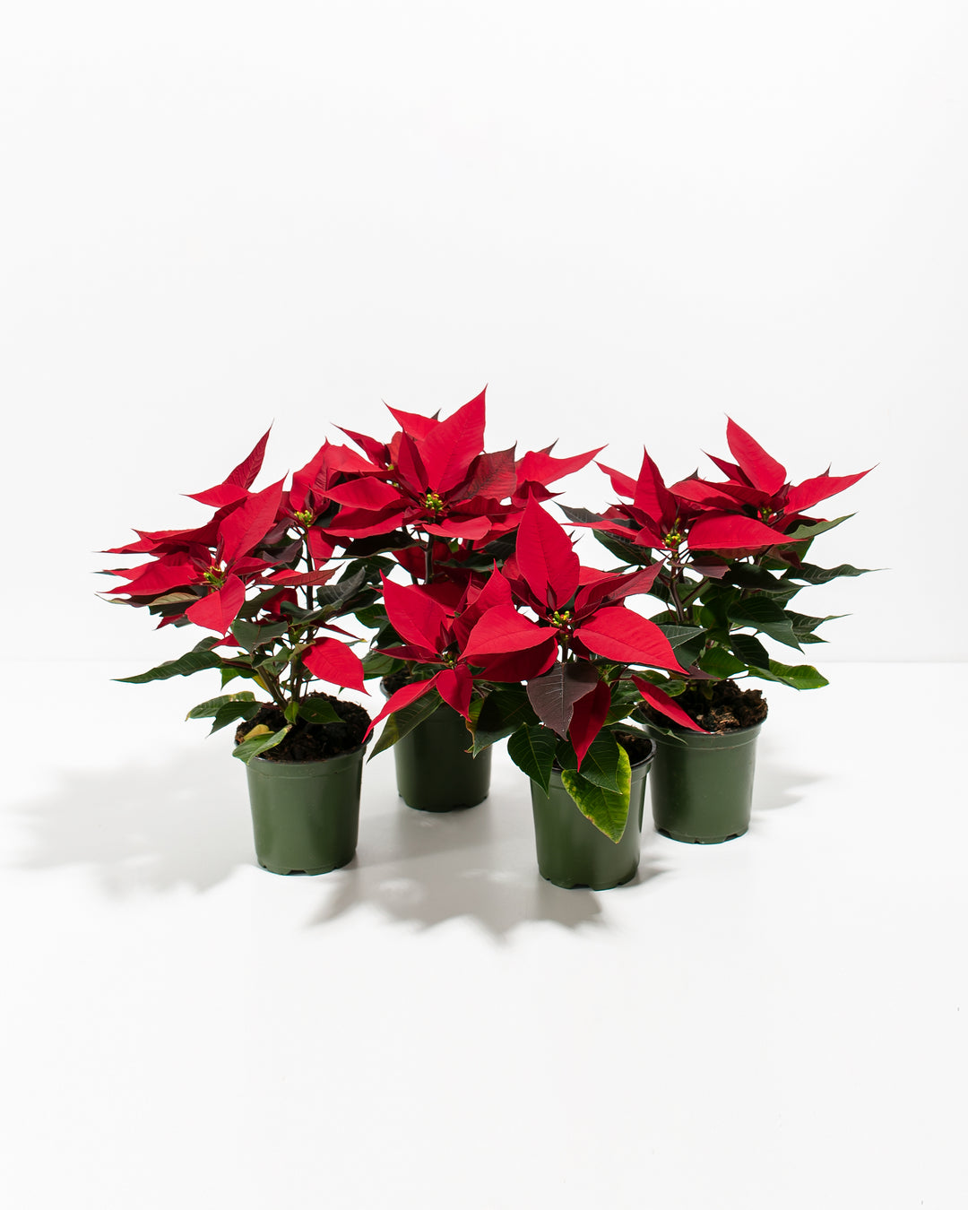 Red Poinsettia: 4 Pack