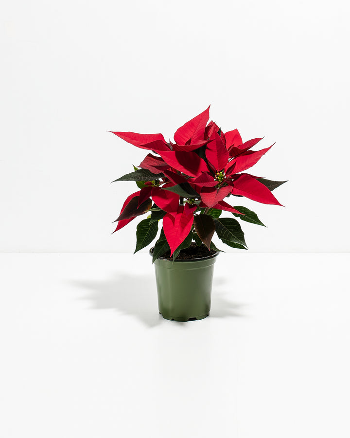 Red Poinsettia (Christmas Flower)