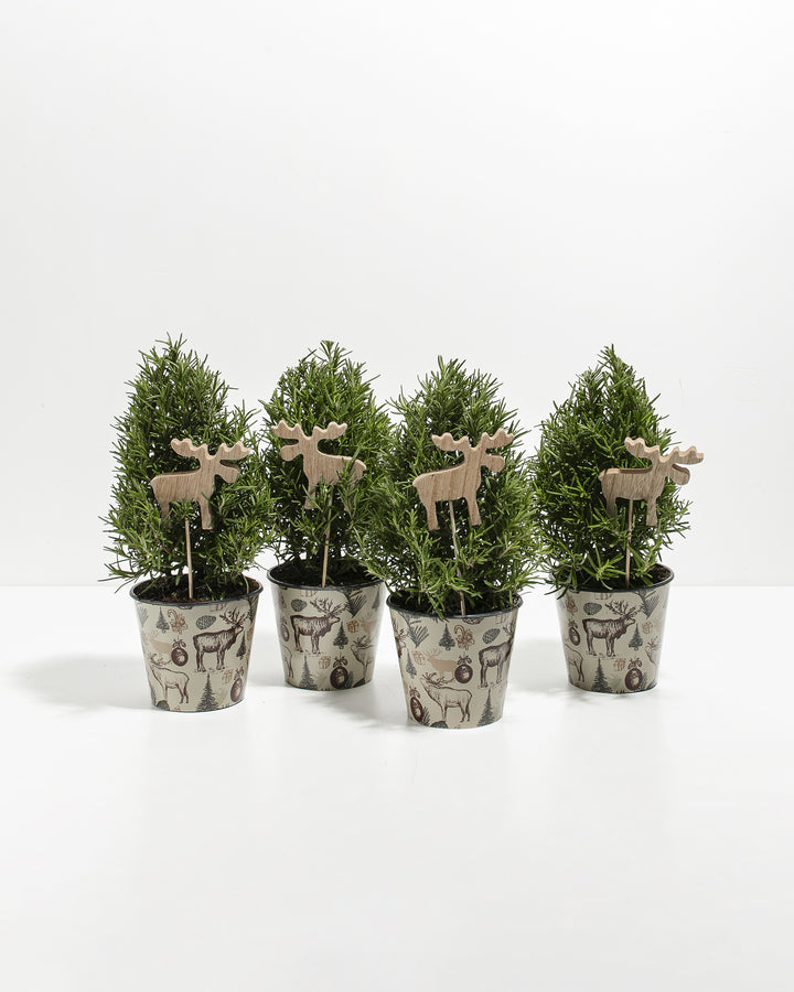 Mini Rosemary Christmas Tree 4-Pack