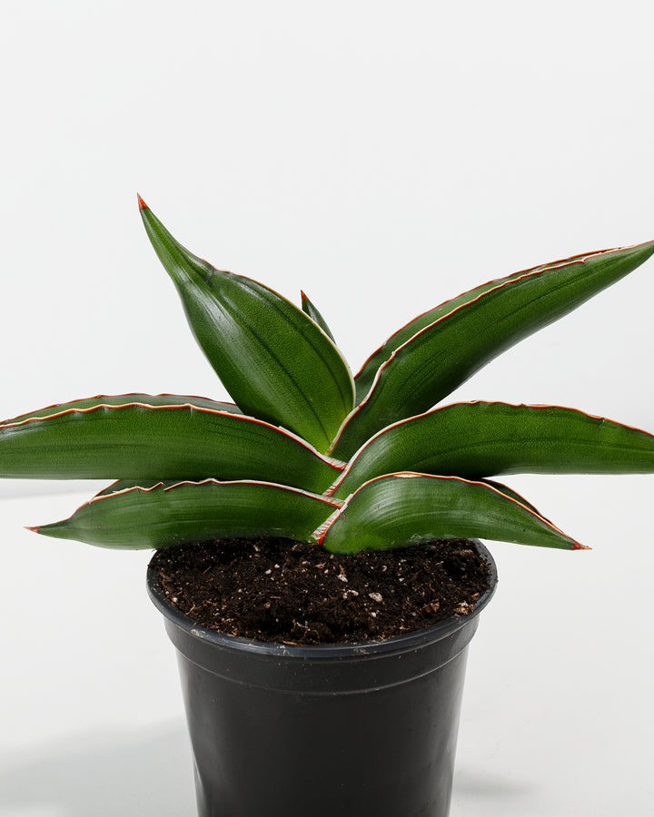 Sansevieria Samurai