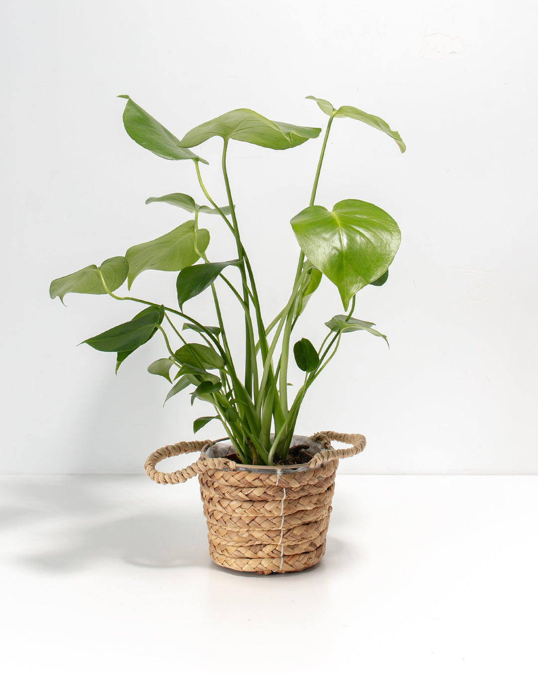 Monstera Deliciosa (Split Leaf Philodendron)