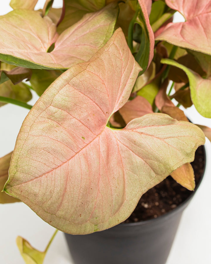 Syngonium Neon Robusta leaf close-up macro detail, pink and pale green variegated arrow-shaped foliage