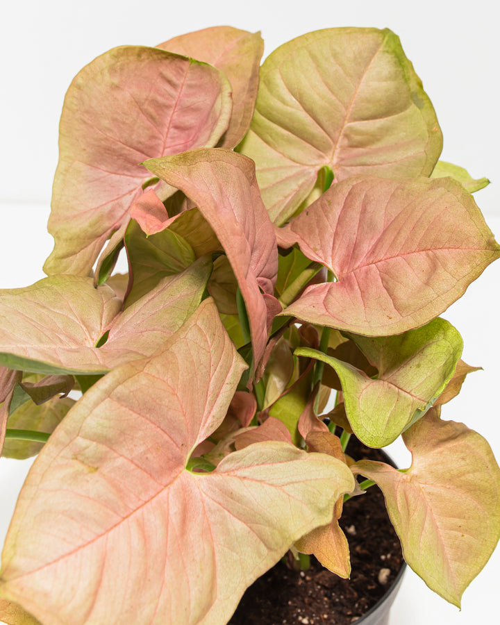Extreme macro detail of Syngonium Neon Robusta leaves, blush pink and lime green variegation, textured veining