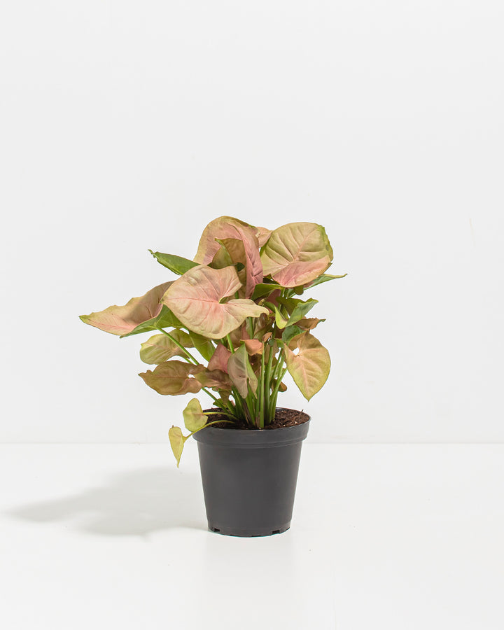 Pink Syngonium Neon Robusta in black nursery grower pot, upright trailing vine structure, full plant
