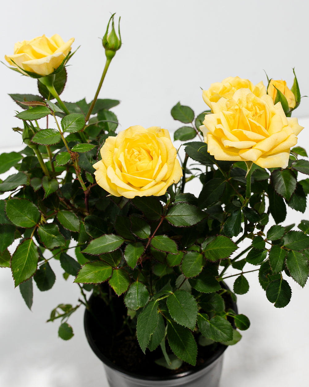 Close-up of lemon yellow miniature roses in a black nursery pot showing multiple open blooms and green foliage