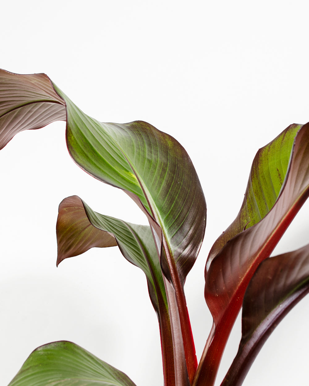 Red Banana Tree
