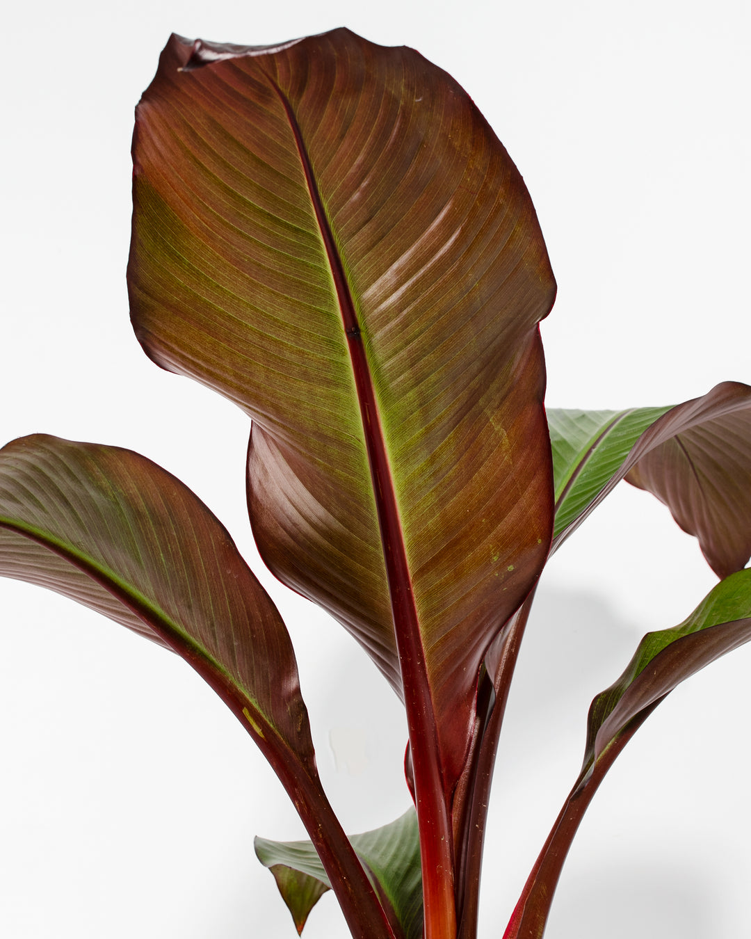 Red Banana Tree