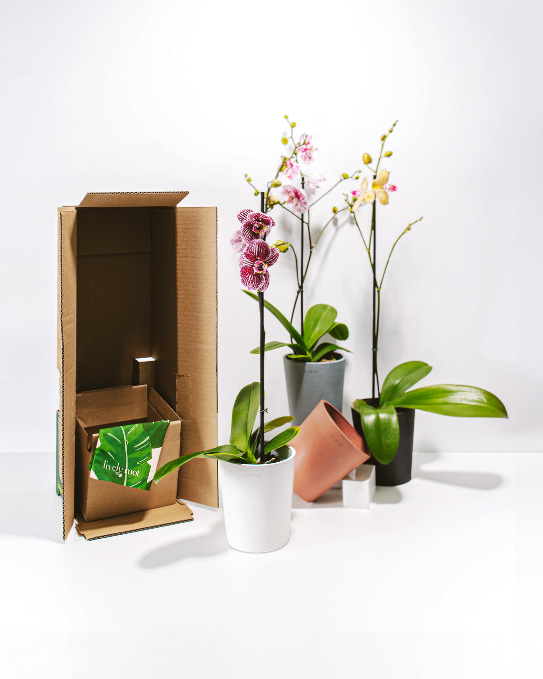 A promotional studio arrangement for an orchid plant subscription featuring three blooming Phalaenopsis orchids in varying colors—a deep purple-and-white striped orchid in a white eco-pot upfront, a speckled pink orchid in a gray pot, and a yellow orchid in a black pot in the background—positioned next to an open cardboard shipping box with brand packaging, against a solid white background.