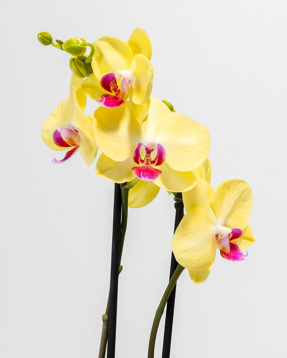 Yellow Phalaenopsis Orchid ‘Miraflore’ close-up - Bright yellow flowers with pink and magenta centers, elegant easy care houseplant
