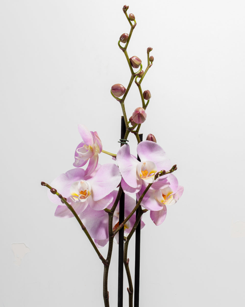Close-up of Pink Phalaenopsis Orchid blooms showing lavender-pink petals with white and yellow centers, multiple open flowers, and clusters of unopened buds on branching green stems