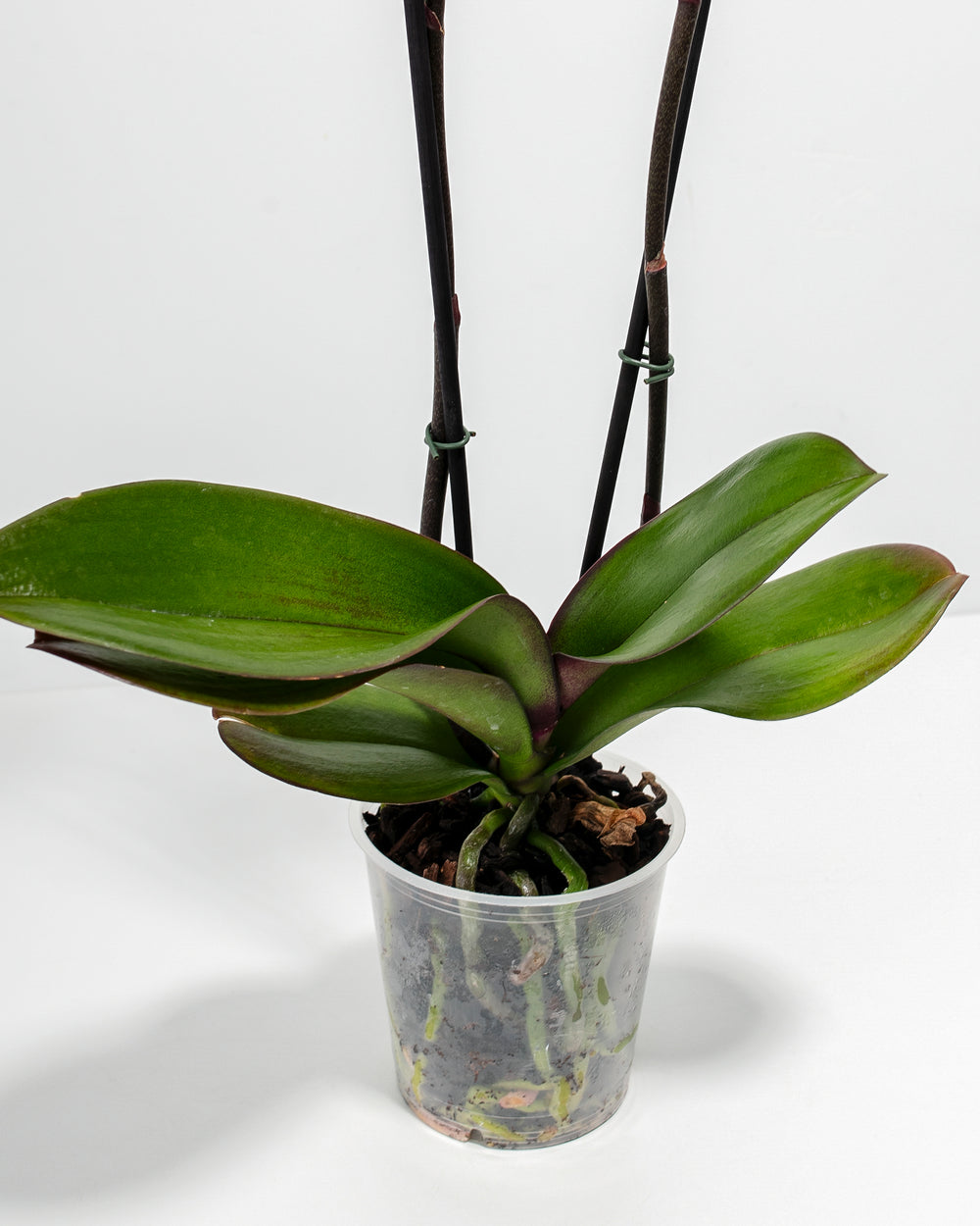 The base of a Purple Phalaenopsis Orchid, featuring thick, green leaves and a clear plastic pot that reveals healthy roots and potting bark against a white background.