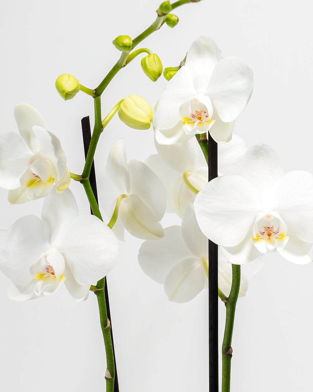 Close-up of White Phalaenopsis Orchid showing multiple open white blooms with yellow centers and green buds on double arching stems against a white background