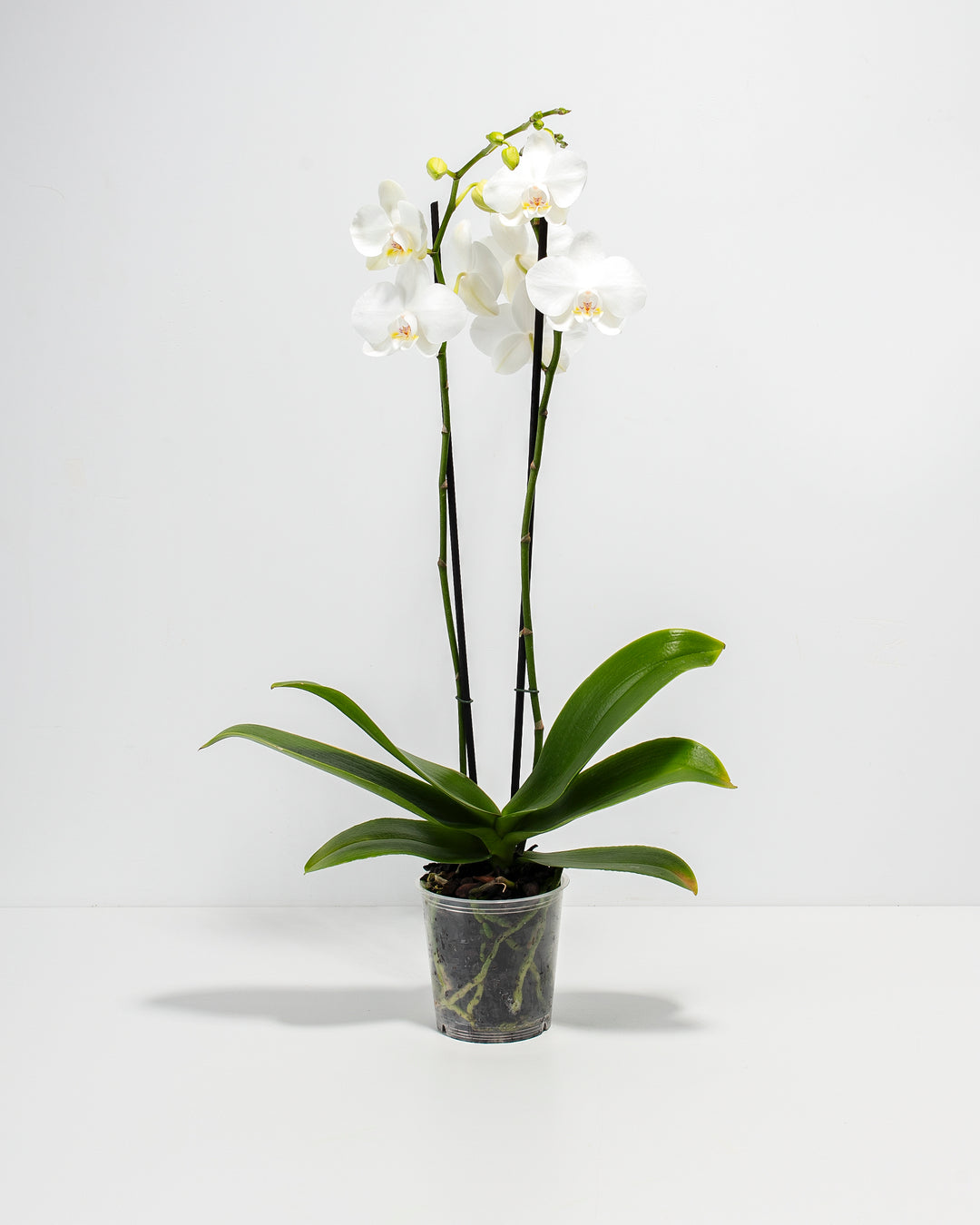 White Phalaenopsis Orchid in a 5-inch clear grower pot with double stems of elegant white blooms and broad green leaves on a white background