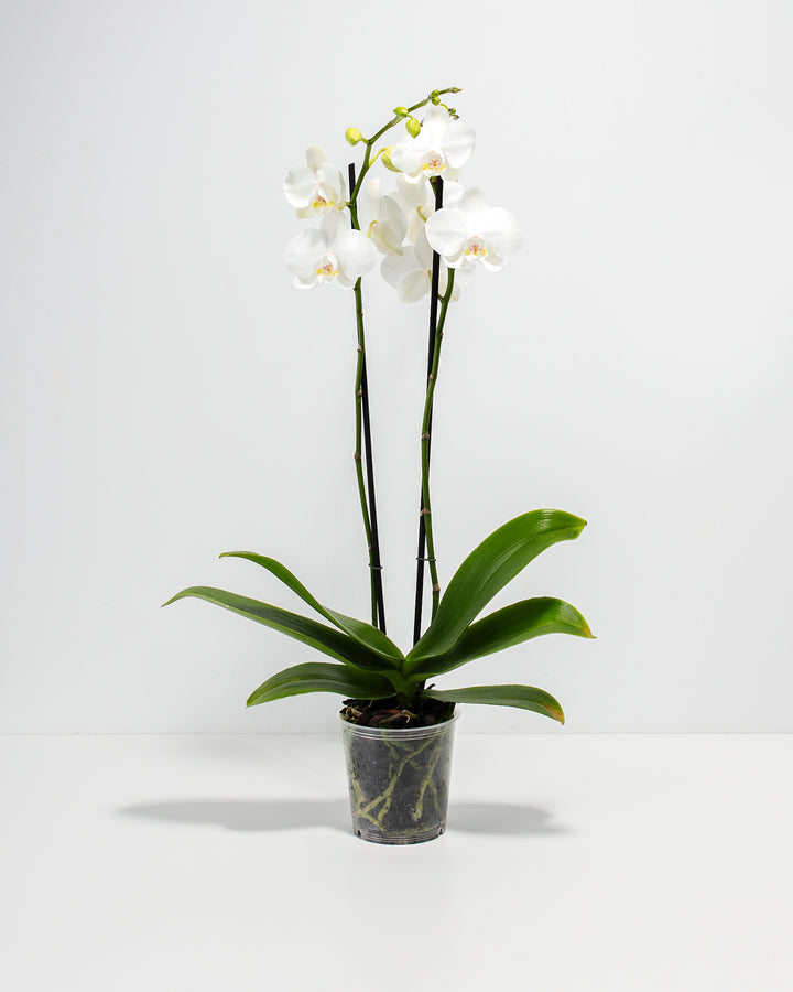 White Phalaenopsis Orchid in a 5-inch clear grower pot with double stems of elegant white blooms and broad green leaves on a white background