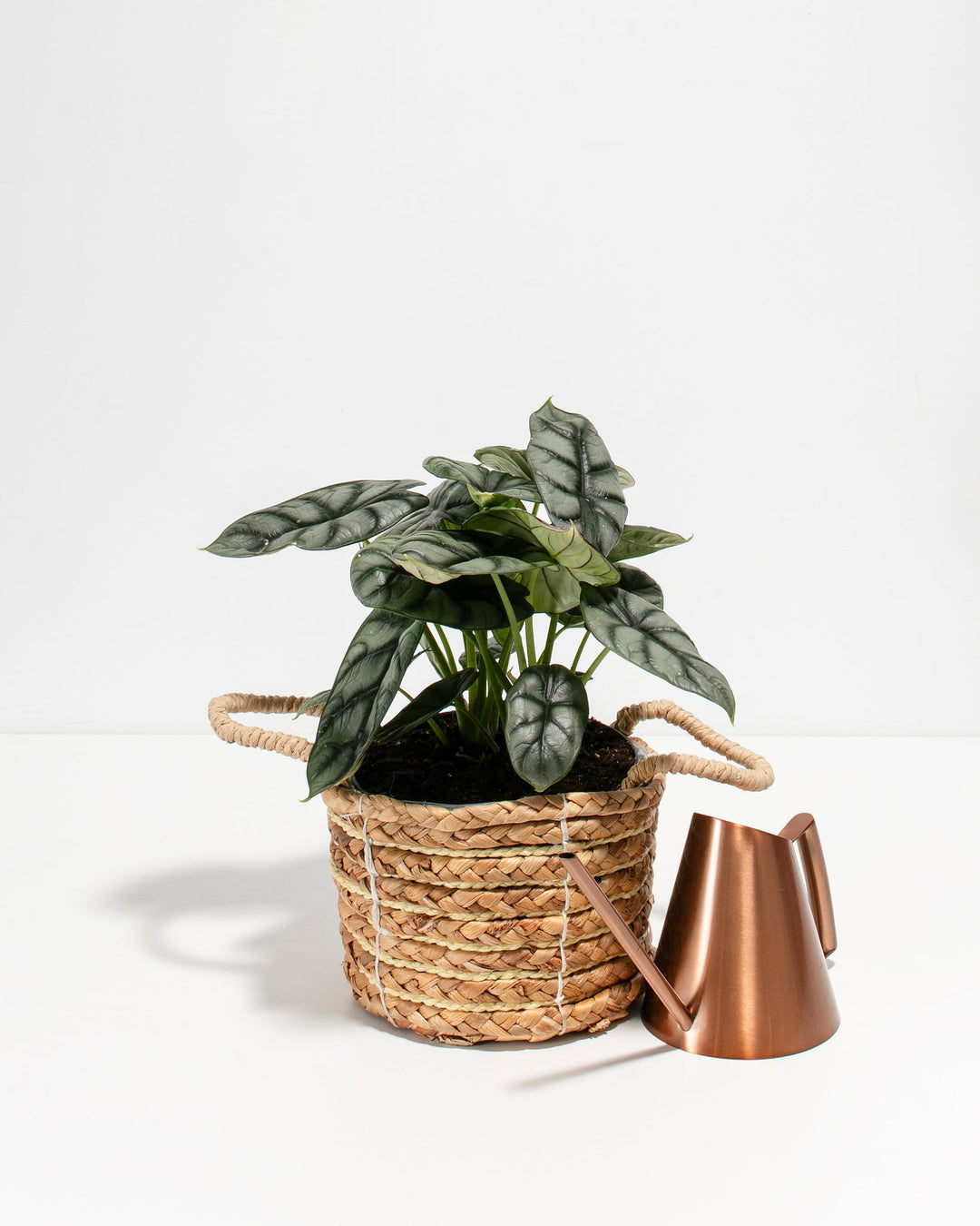 Alocasia Silver Dragon houseplant in natural woven basket with copper watering can, textured silver veined leaves