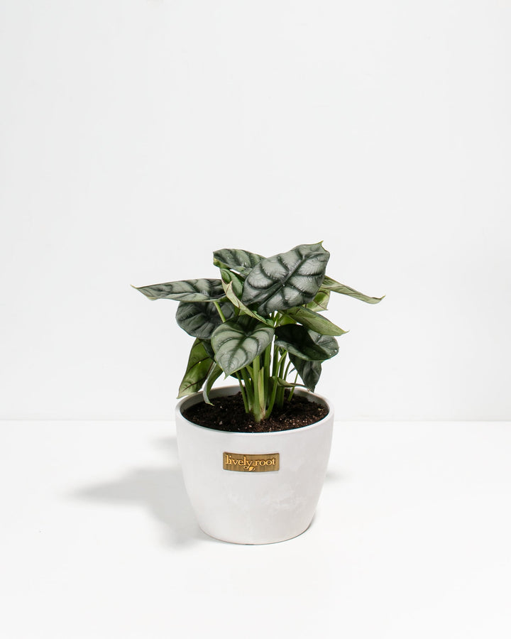 Alocasia Silver Dragon with dramatic silver vein patterns in white ceramic pot, Lively Root branded planter