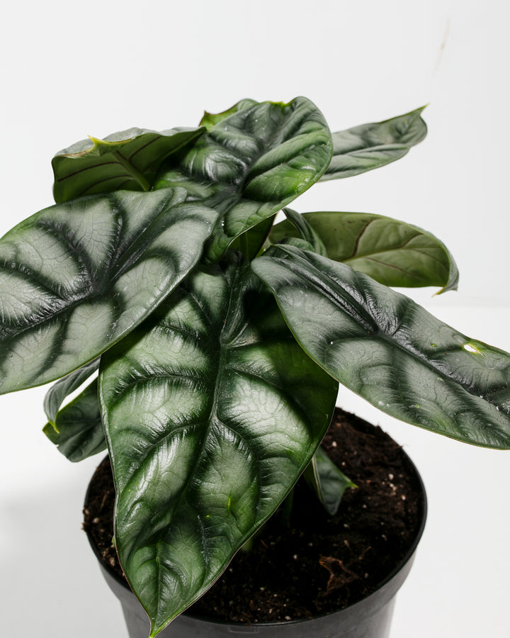 Extreme close-up of Alocasia Silver Dragon foliage, raised silver vein patterns and textured leaf structure detail