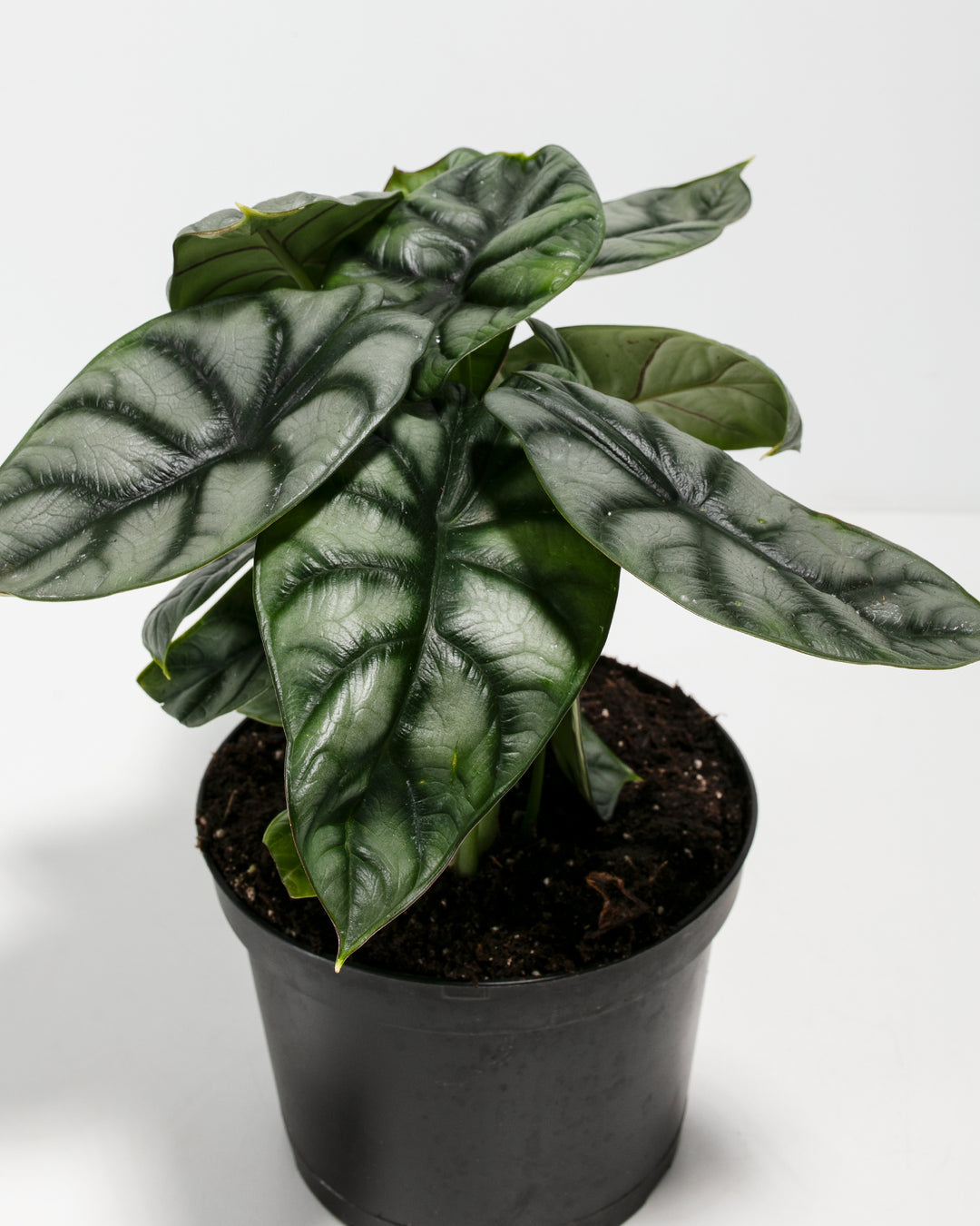 Alocasia Silver Dragon leaf close-up showing intricate silvery vein network and wrinkled leaf texture detail