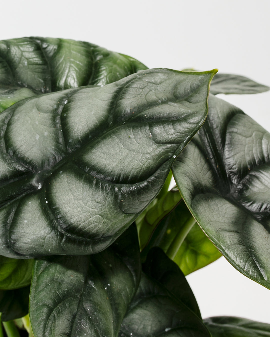 Macro detail of Alocasia Silver Dragon leaf, metallic silver veining on dark green wrinkled surface, high magnification