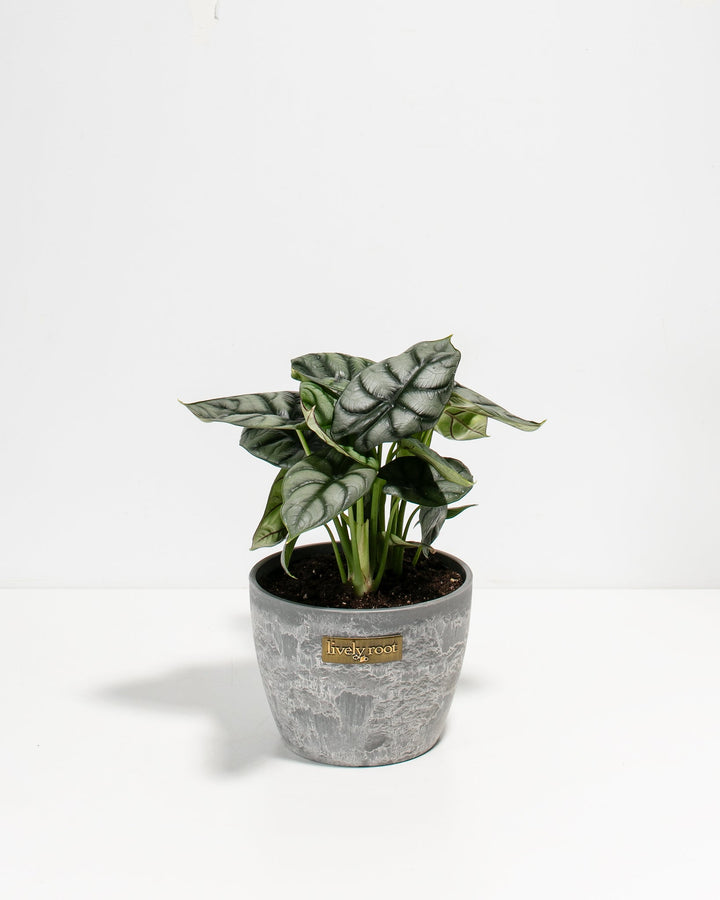Alocasia Silver Dragon in gray concrete pot with Lively Root label, silvery-veined arrow-shaped leaves