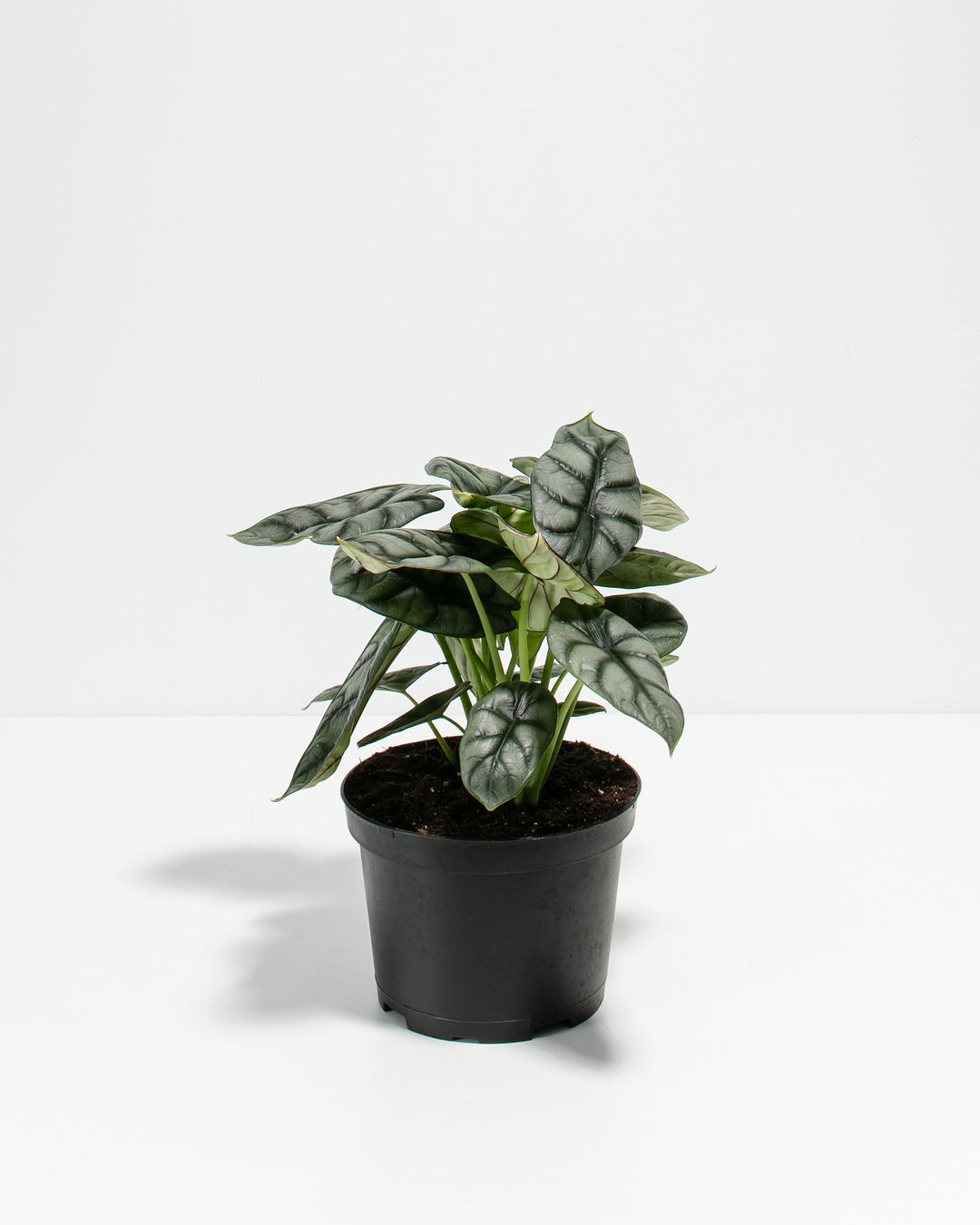 Alocasia Silver Dragon in black grower nursery pot, compact tropical houseplant with textured foliage