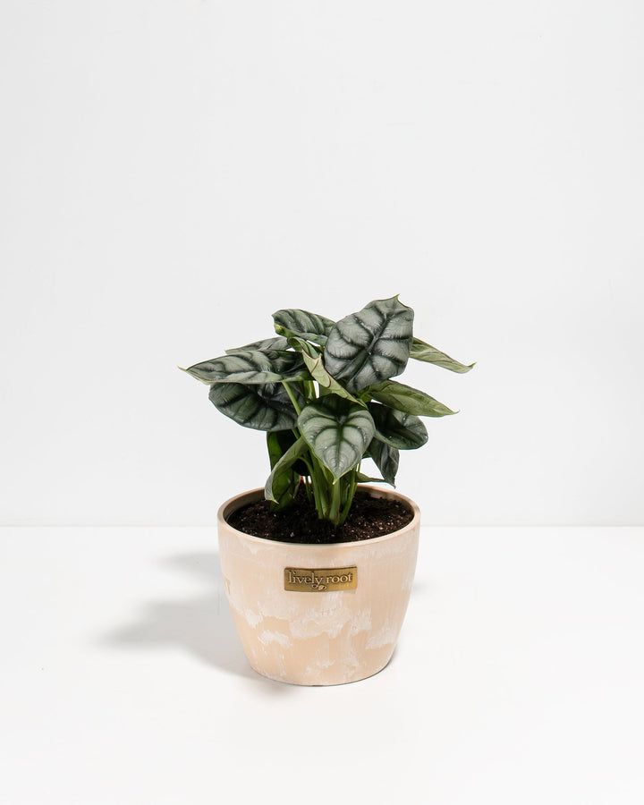 Alocasia Silver Dragon compact plant in cream ceramic pot, silvery-green foliage with Lively Root label