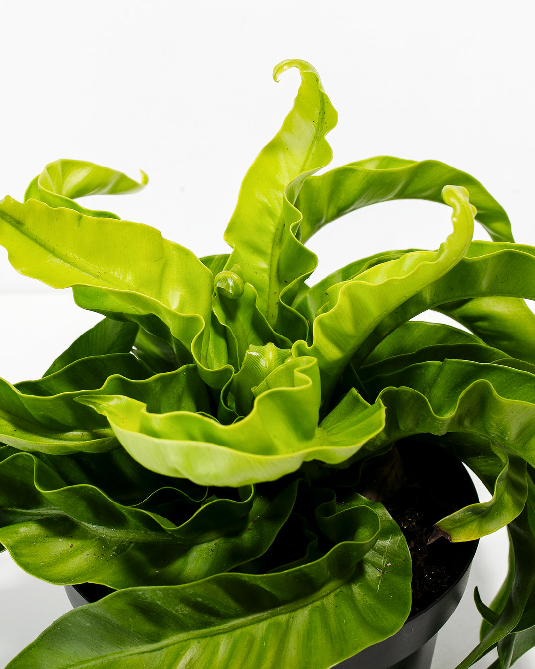 Close-up detail of Hurricane Fern wavy fronds revealing lime-green hue and delicate ruffled leaf edges with natural undulation; botanical macro of this tropical fern displaying signature architectural frond patterning and texture.