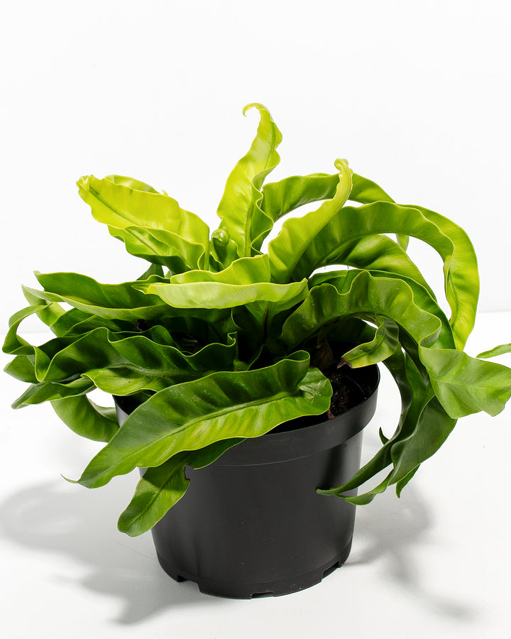 Ultra-detailed view of Hurricane Fern cascading fronds showing vibrant green coloration and intricate wavy margin pattern along each leaf blade; premium fern foliage detail showcasing the ornamental undulating frond structure.