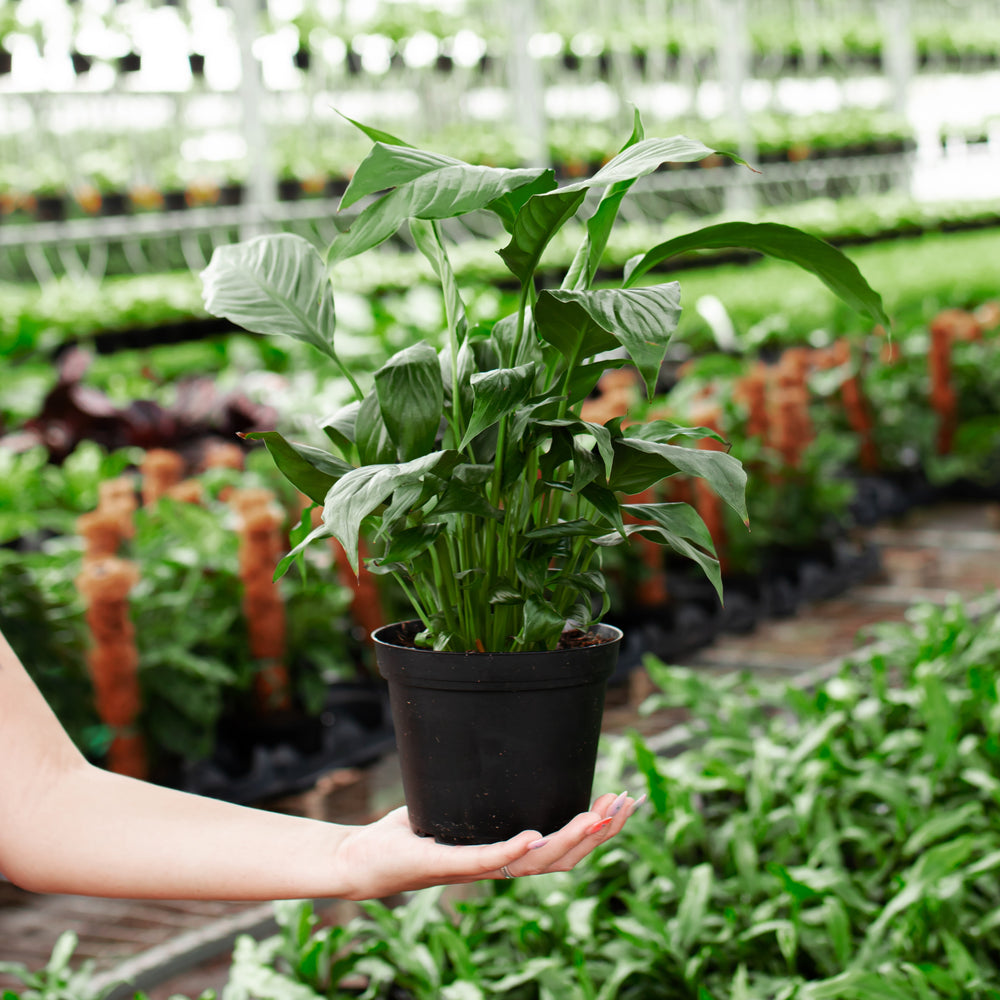 Peace Lily (Spathiphyllum)