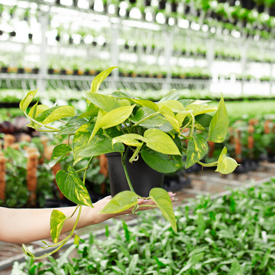 A full view of a Golden Pothos plant featuring vibrant, trailing heart-shaped green leaves with yellow variegation, held in a black grower pot within a lush greenhouse filled with hanging and potted plants.
Detail