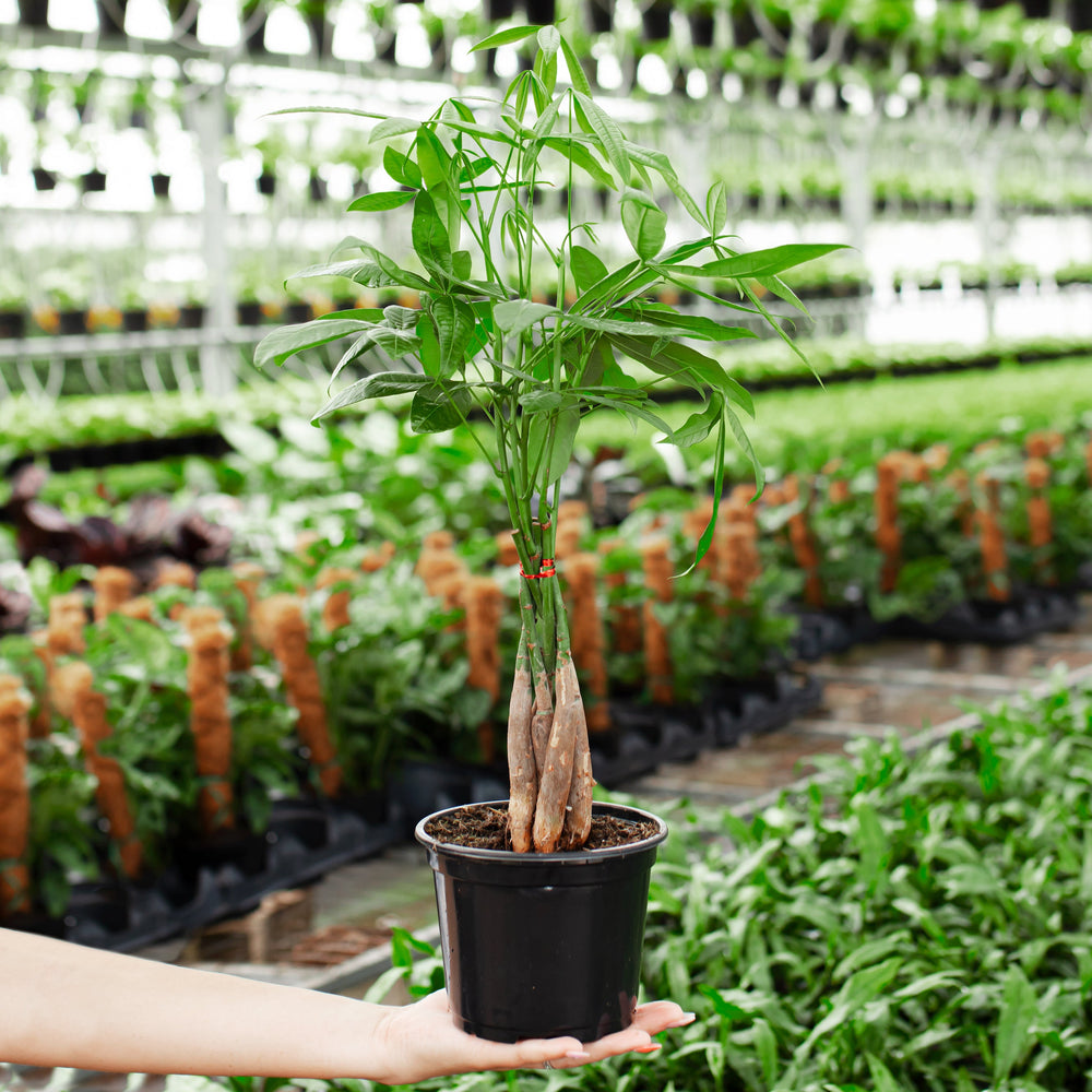 Money Tree Plant