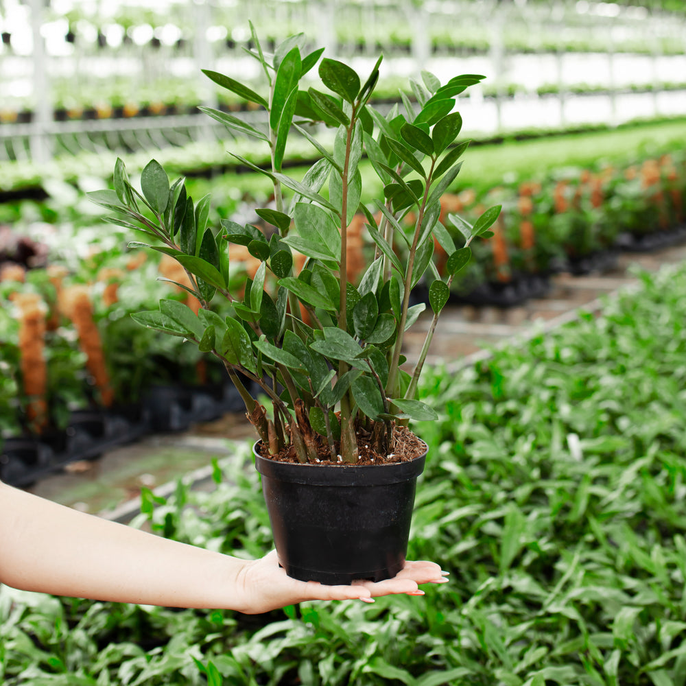 ZZ Plant