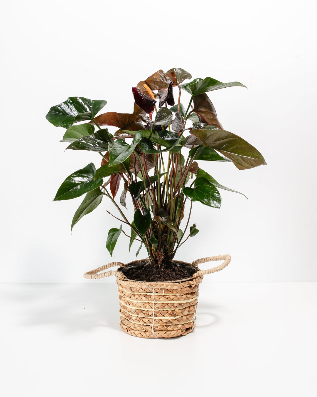 Black Anthurium (Flamingo Flower)