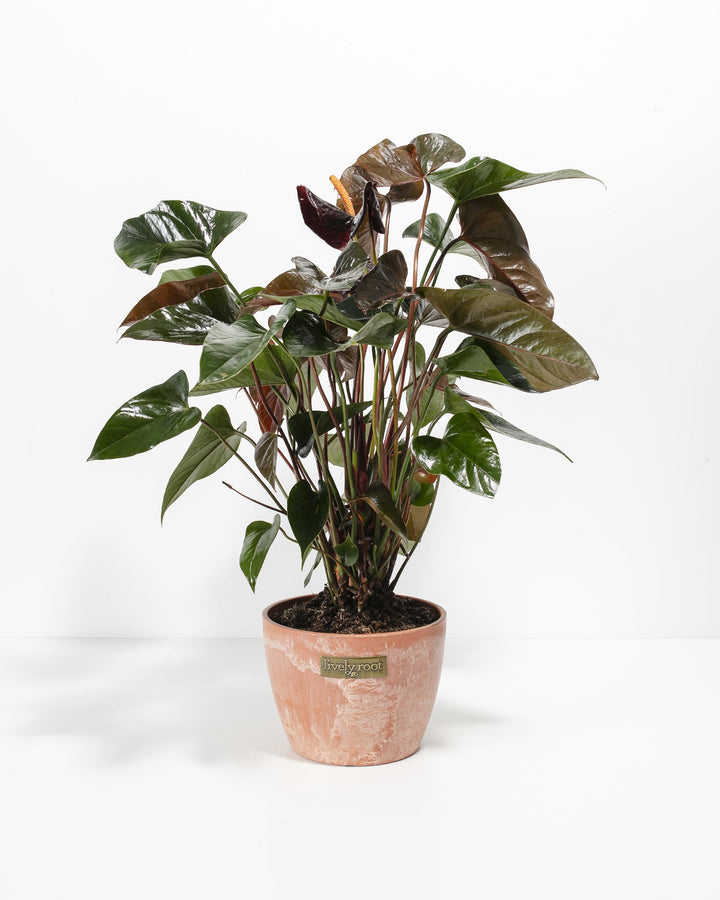 Black Anthurium (Flamingo Flower)
