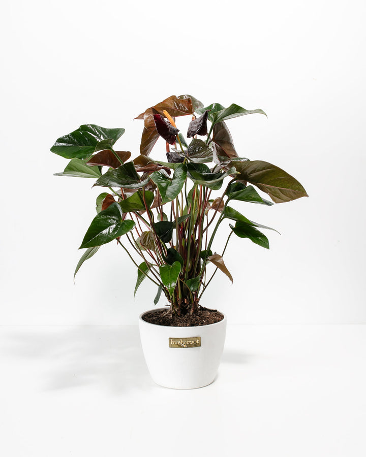 Black Anthurium (Flamingo Flower)