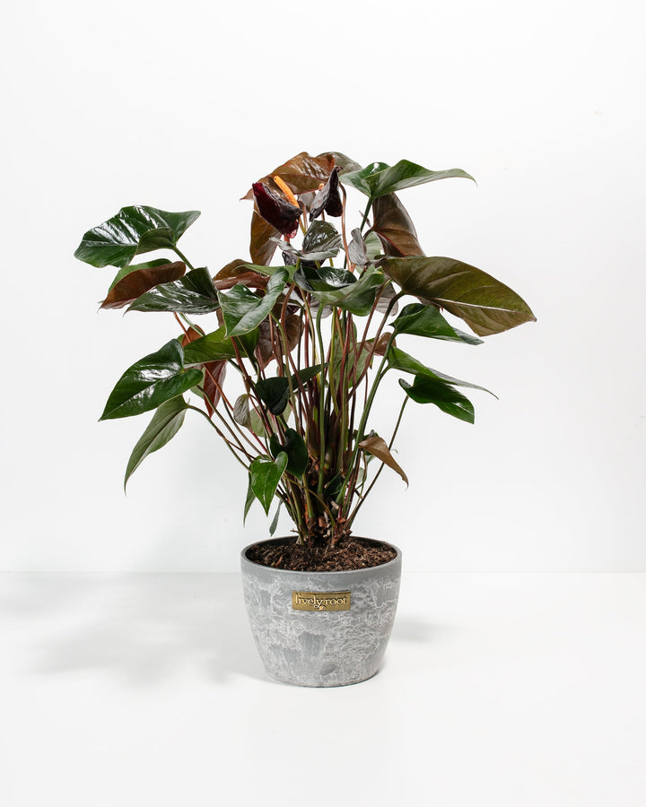 Black Anthurium (Flamingo Flower)