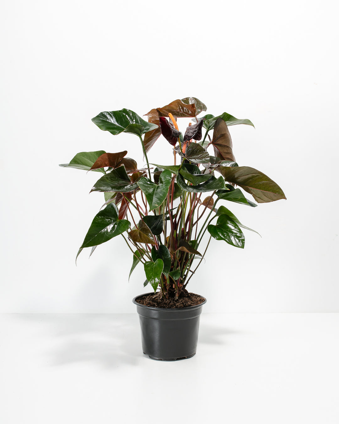 Black Anthurium (Flamingo Flower)