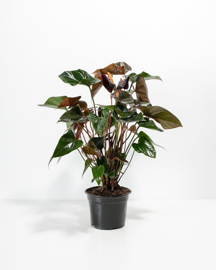 Black Anthurium (Flamingo Flower)
