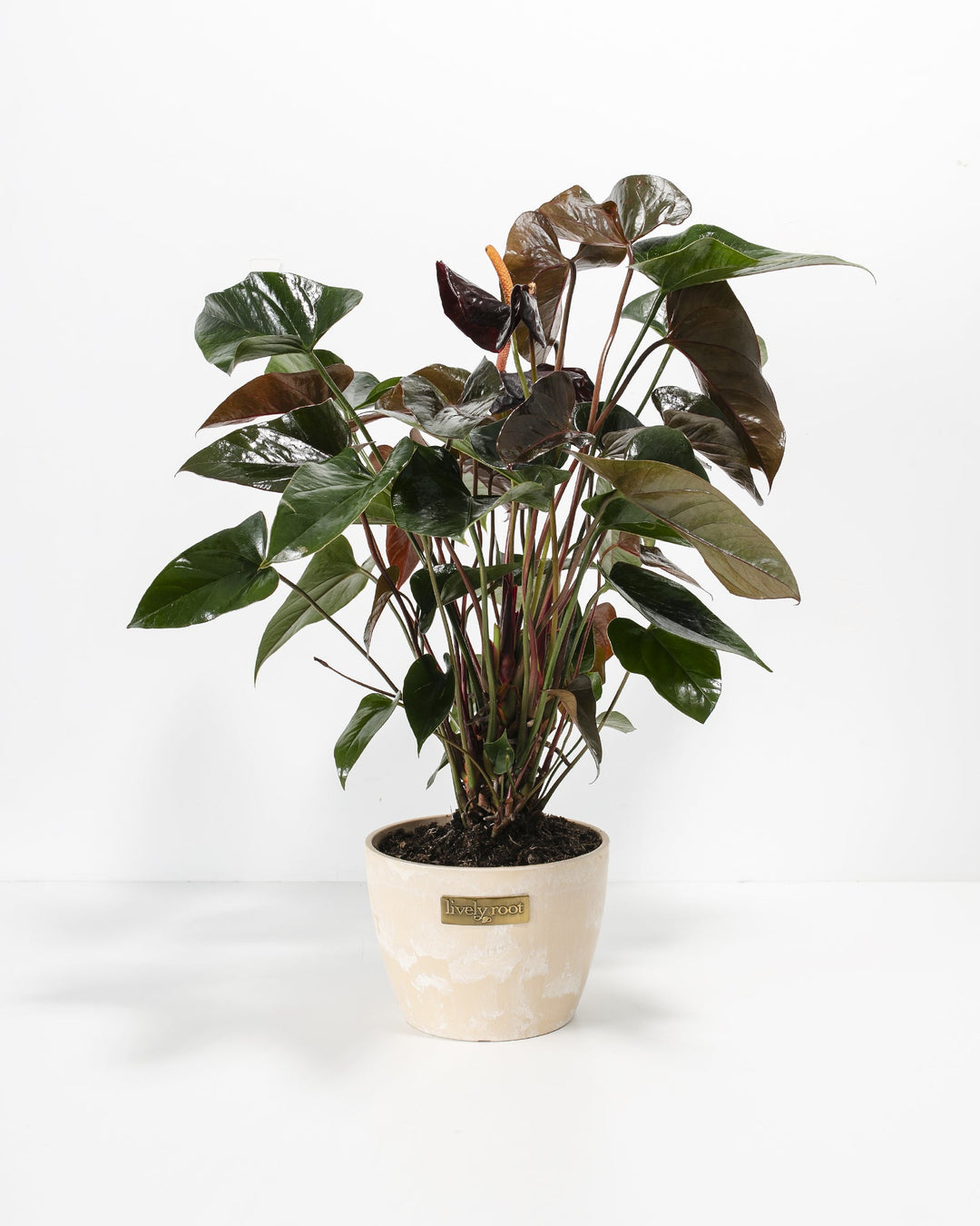 Black Anthurium (Flamingo Flower)