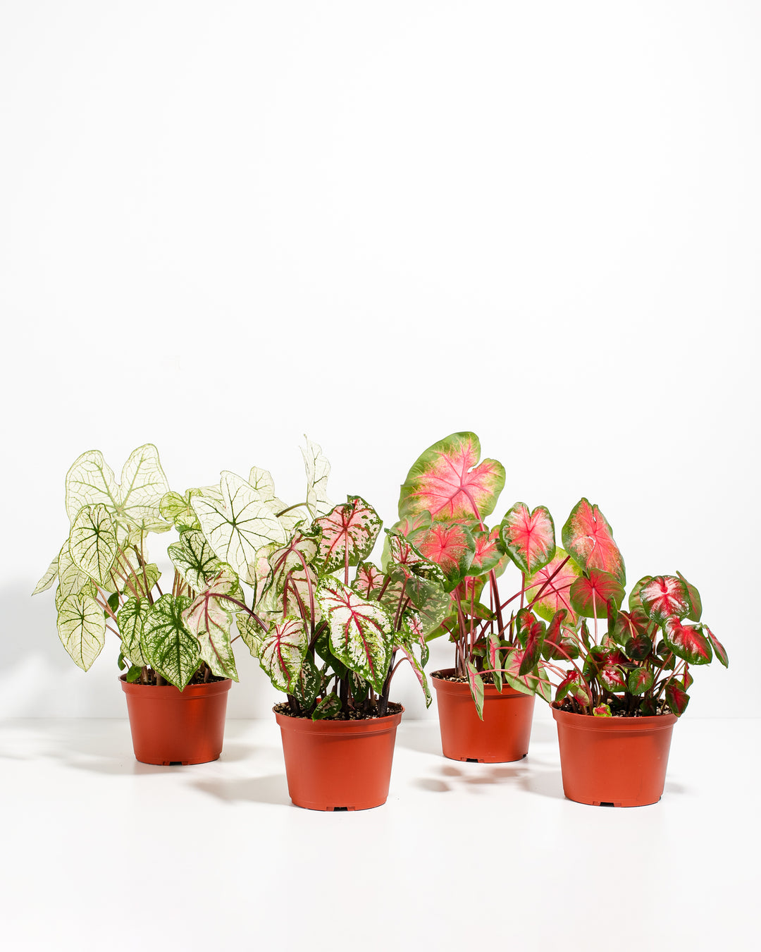 Caladiums (4-pack)