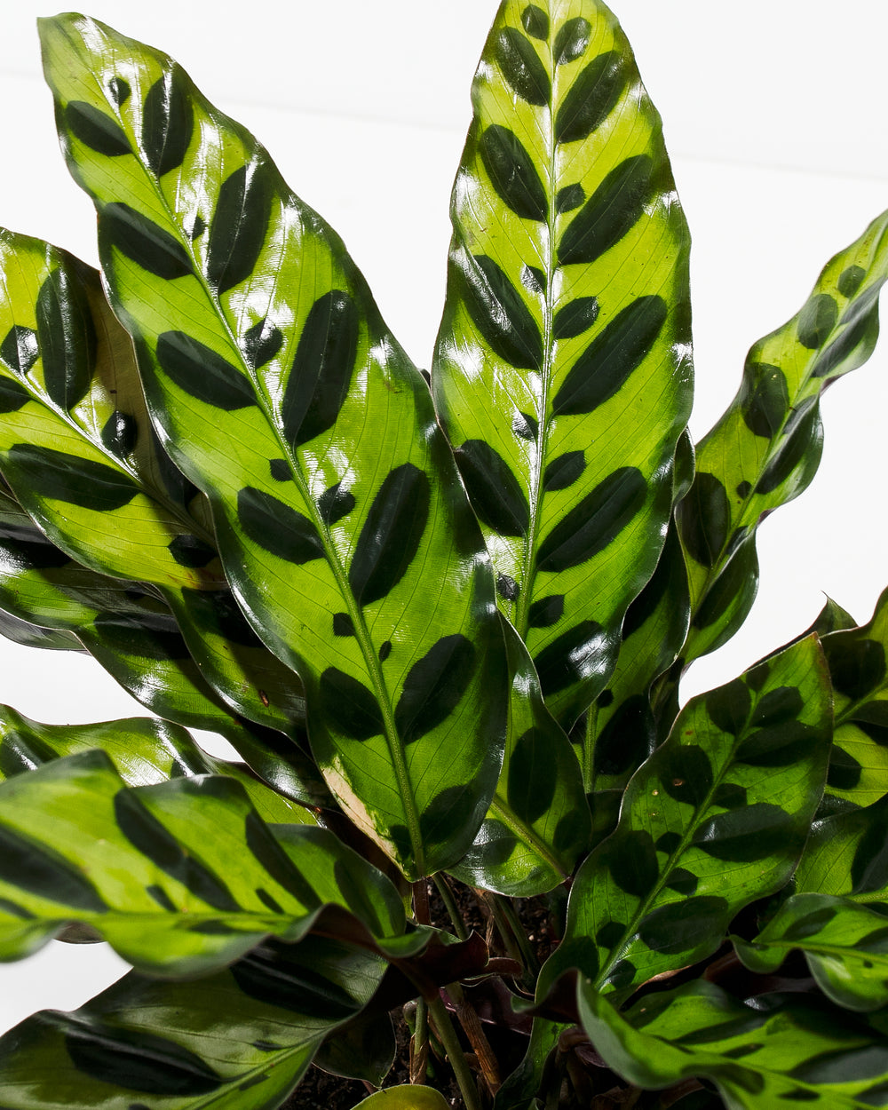 A close-up detail of Calathea Rattlesnake leaves, showcasing their distinct elongated shape, wavy edges, and striking pattern of dark green oval spots on a light green surface against a white background.
