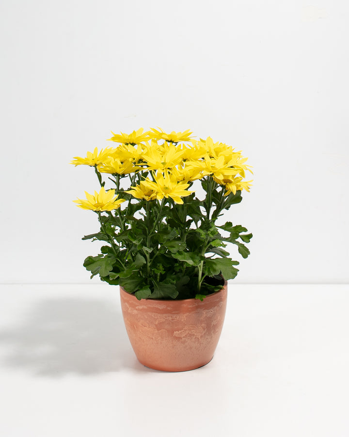 Yellow Chrysanthemum