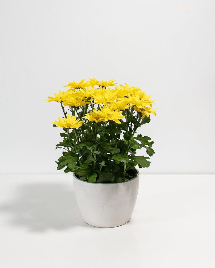 Yellow Chrysanthemum