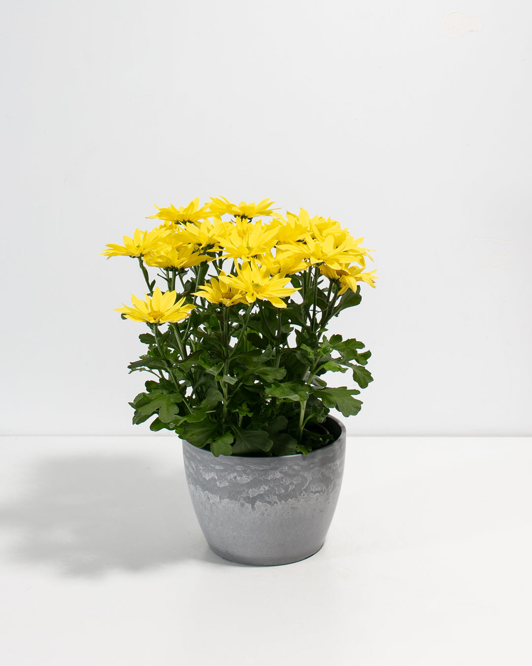 Yellow Chrysanthemum