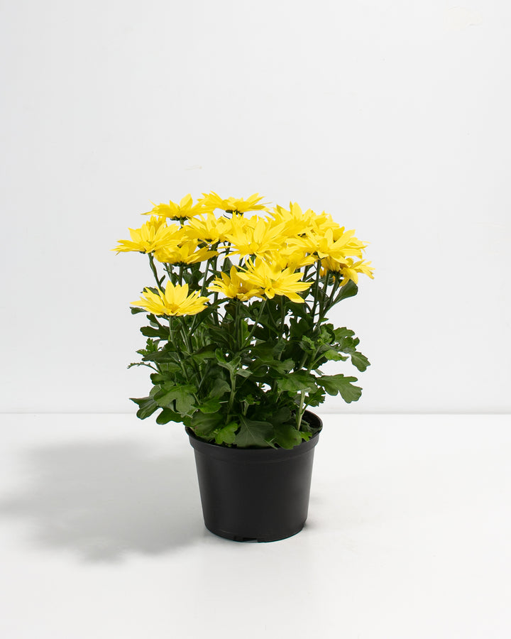Yellow Chrysanthemum