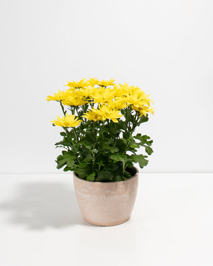 Yellow Chrysanthemum
