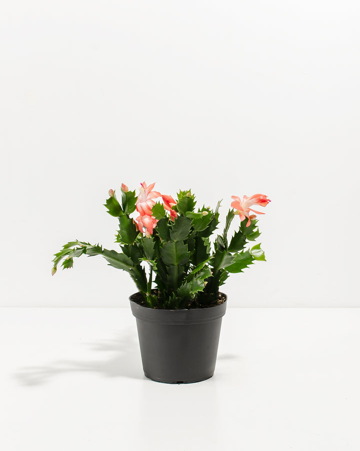 Pink Christmas Cactus